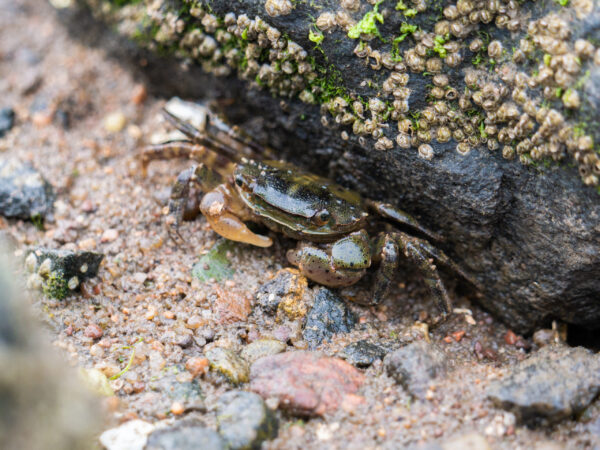 Asian Shore Crab
ISO 500 | F6.3 | 1/100s | Panasonic G85 with LEICA DG 100-400

#lumix85 #panasonic #g85 #shoreline #nature #wildlifephotography #wildlife #hermitcrab #hermit #lobster #crab #beach #swamp #heron #summer #wild #ocean #fish
