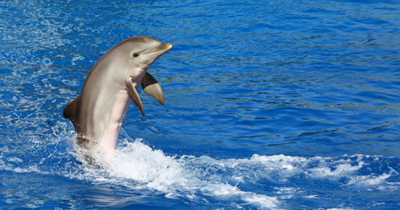 Delfin siktad utanför Strömstad